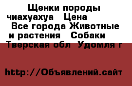 Щенки породы чиахуахуа › Цена ­ 12 000 - Все города Животные и растения » Собаки   . Тверская обл.,Удомля г.